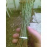 Продам подвой алича