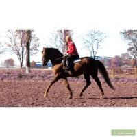 Жеребец УВП