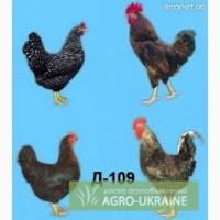 Курчата домінант, редбро, мастер грей, бройлери, каченята, гусенята, муларди