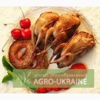 Перепелиные яйца оптом