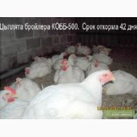 Инкубационное яйцо бройлера КОББ-500