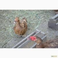 Инкубационное яйцо домашней мускусной утки