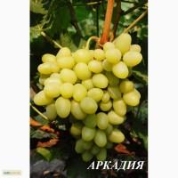 Продам столовый виноград: Аркадия, Кадрянка, Ливия, Юбилей Новочеркасска, Рошфор
