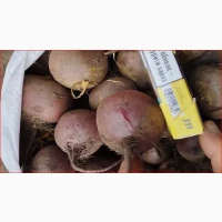 Продаём буряк сорт Пабло 2 сорт
