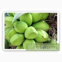 Кокосовые орехи