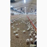 Продам підрощені бройлери курчата. Найкращої якості