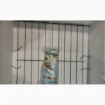 Инкубатор Курочка ряба ИБ-120 с автоматическим переворотом, тэновый, цифровой