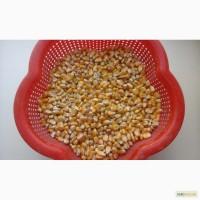 Продам кукуруза фуражная Харьков