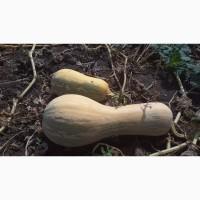 Продам тыкву матильда