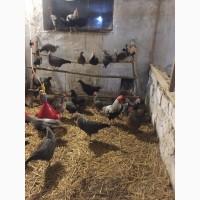 Продам инкубацыонные яйца