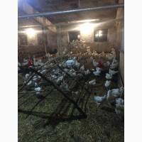 Продам инкубацыонные яйца