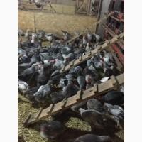 Продам инкубацыонные яйца