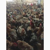 Продам инкубацыонные яйца