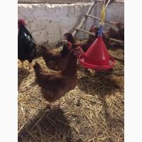 Продам инкубацыонные яйца