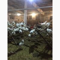Продам инкубацыонные яйца