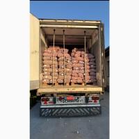 Озимий, часник куплю -опт