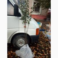 Продам саджанці яблук