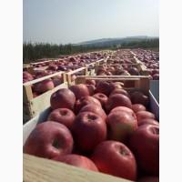 Продам саджанці яблук