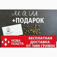 Маш семена (бобы мунг дал, золотистая фасоль)насіння (20 шт)