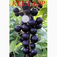 Саженцы смородины черной.