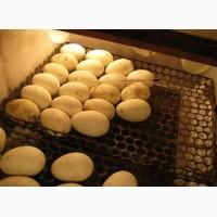 Породам яйцо гусиное на инкубацию