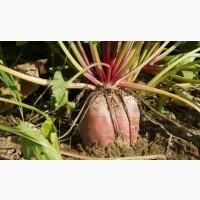 Продам посевной материал семечки. От поставщика