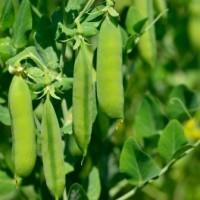 Продам посевной материал семечки. От поставщика