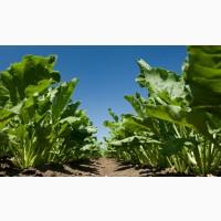 Продам посевной материал семечки. От поставщика