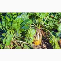 Продам посевной материал семечки. От поставщика