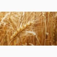 Продам посевной материал семечки. От поставщика