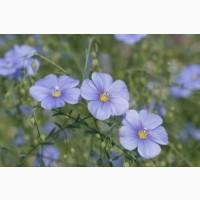 Продам посевной материал семечки. От поставщика