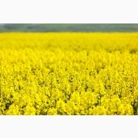 Продам посевной материал семечки. От поставщика