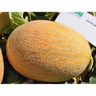 Продам дыню (Херсон)