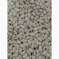 Продам квасолю