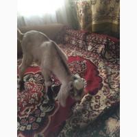 Нубийские козлята