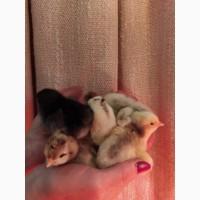 Домашні курчата і гусята