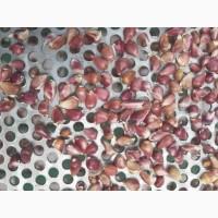 Насіння часника.с.Любаша.фц.4+-5мм