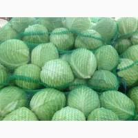 Продаётся капуста Агрессор F1 от производителя среднего и крупного размера