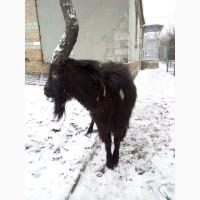 Обменяю или продам Козла
