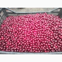 Продам ВИШНЮ заморожену з кісточкой