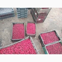 Продам ВИШНЮ заморожену з кісточкой