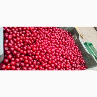 Продам ВИШНЮ заморожену з кісточкой