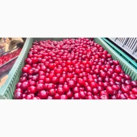 Продам ВИШНЮ заморожену з кісточкой