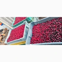 Продам ВИШНЮ заморожену з кісточкой