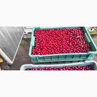 Продам ВИШНЮ заморожену з кісточкой