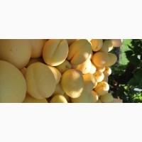 Продам абрикосы из Молдовы отличного качества