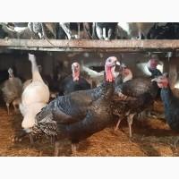 Продам 10 мес. индюков, Київська обл
