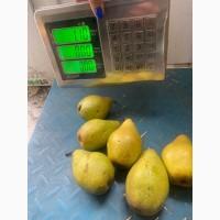 Продам Ноябрьскую грушу