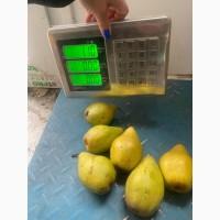 Продам Ноябрьскую грушу