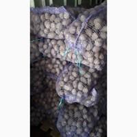 Продам товарну картоплю 40т